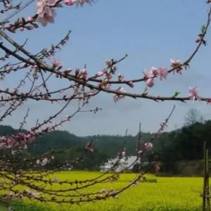 春意盎然之里村！